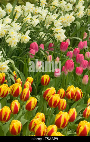 Mount Vernon, Washington, USA. Tulpen und Narzissen wachsen. Stockfoto