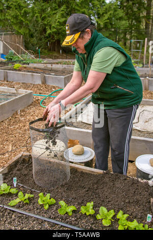 Issaquah, Washington, USA. Frau, die neu gepflanzten Pflanzkartoffeln in eine Kartoffel Käfig mit Schmutz, im Frühling. (MR) (PR) Stockfoto