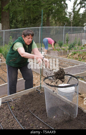 Issaquah, Washington, USA. Frau, die neu gepflanzten Pflanzkartoffeln in eine Kartoffel Käfig mit Boden in einem erhöhten Bett Gemüsegarten, im Frühling. (Herr Stockfoto