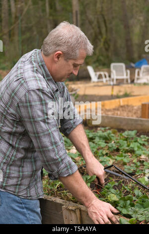 Issaquah, Washington, USA. Mann Jäten und das Verdünnen einer Erdbeere Garten. (MR) (PR) Stockfoto