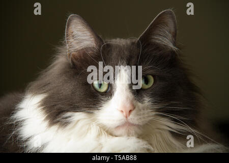 Portrait von Bud, die Katze, intensiv angestarrt. (PR) Stockfoto