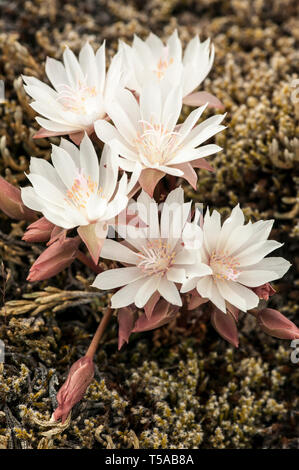 Columbia River Gorge, Washington, USA. Bitterroot (Lewisia rediviva) wildflower bei Katharina Creek Park. Stockfoto