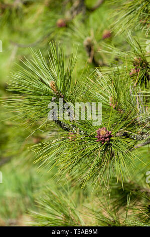 Issaquah, Washington, USA. Nahaufnahme der Ponderosa Pine Tree Nadeln und junge tannenzapfen. Stockfoto