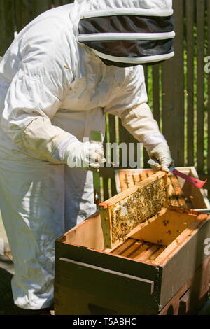 Seattle, Washington, USA. Weibliche Imker Einfügen eines Rahmens mit honigbienen zurück in den Hive abgedeckt. (MR) Stockfoto