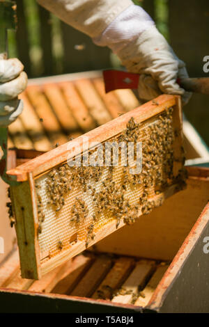 Seattle, Washington, USA. Weibliche Imker Einfügen eines Rahmens mit honigbienen zurück in den Hive abgedeckt. (MR) Stockfoto