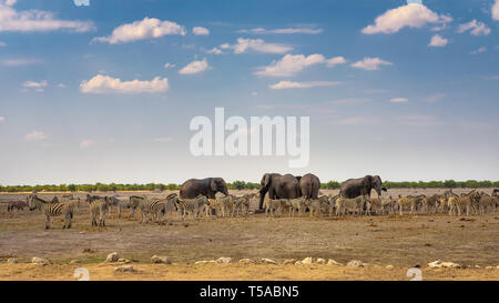 Afrikanische Elefanten und Zebras am Wasserloch im Etosha National Park, Namibia Stockfoto