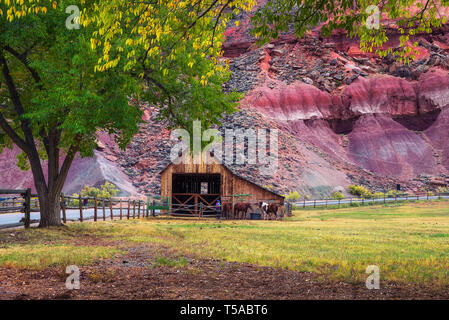 Historischen Scheune mit Pferden in den Capitol Reef National Park, Utah Stockfoto