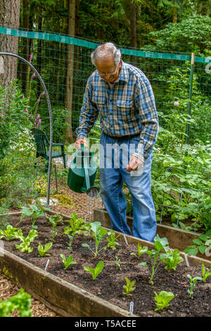 Issaquah, Washington, USA. Älterer Mann hand Bewässerung seiner Kopfsalat beginnt in seinem Garten. (MR) (PR) Stockfoto