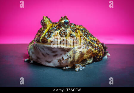 Reich verzierte Gehörnten pacman Frog mit Studio Beleuchtung Stockfoto