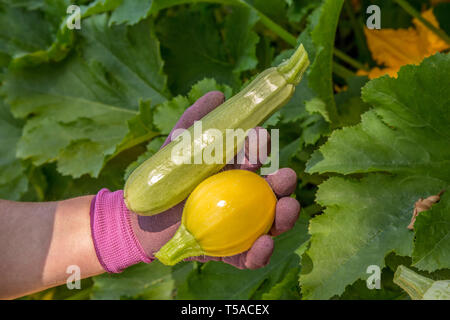 Bellevue, Washington, USA. Frau mit einer frisch geernteten Ball und Cavili Squash. Stockfoto