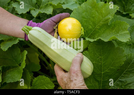 Bellevue, Washington, USA. Frau mit frisch geernteten eine Kugel und ein Mann mit einem Cavili Squash. (MR) Stockfoto