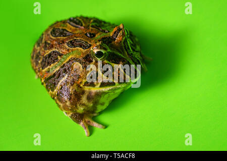 Reich verzierte Gehörnten pacman Frog mit Studio Beleuchtung Stockfoto