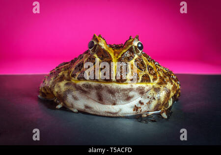 Reich verzierte Gehörnten pacman Frog mit Studio Beleuchtung Stockfoto