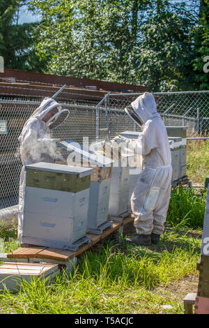 Maple Valley, Washington, USA. Weibliche Imker mit einer Biene Raucher Bienen in einem Bienenstock abzulenken. Der Raucher ist ein Metall, spouted Container mit einer hing Stockfoto