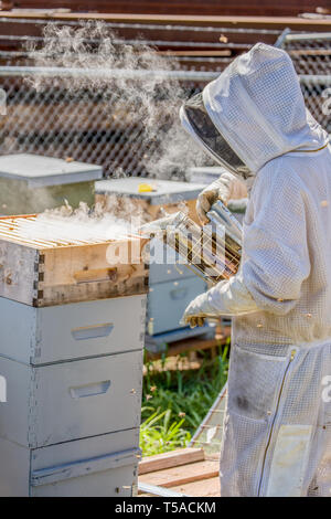 Maple Valley, Washington, USA. Weibliche Imker mit einer Biene Raucher Bienen in einem Bienenstock abzulenken. Der Raucher ist ein Metall, spouted Container mit einem Scharnier Stockfoto