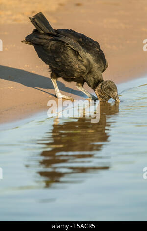 Pantanal, Mato Grosso, Brasilien, Südamerika. Mönchsgeier auf dem sandigen Ufer trinken aus dem Cuiaba River. Stockfoto