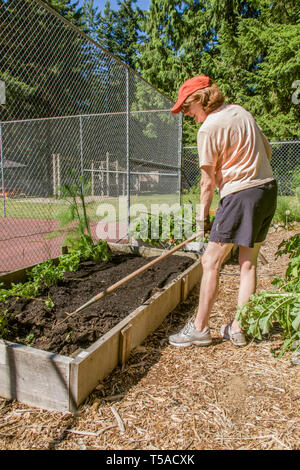 Issaquah, Washington, USA. Frau prepping den Boden mit einem Rechen, nach Kompost hat gerade hinzugefügt wurde, in einem Bett Gemüsegarten. (MR) (PR) Stockfoto