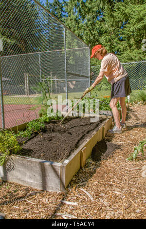 Issaquah, Washington, USA. Frau prepping den Boden mit einem Rechen, nach Kompost hat gerade hinzugefügt wurde, in einem Bett Gemüsegarten. (MR) (PR) Stockfoto