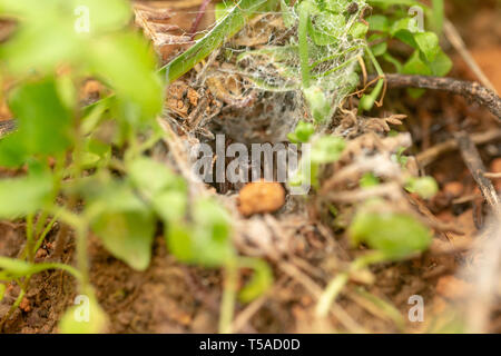 Funnel Web spider Reinigung Web Stockfoto