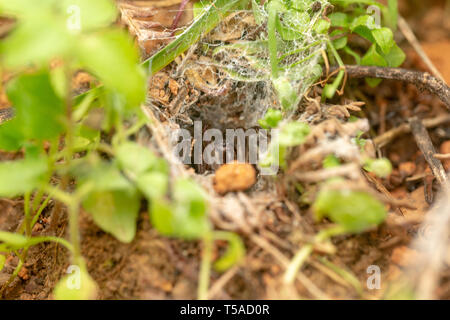 Funnel Web spider Reinigung Web Stockfoto
