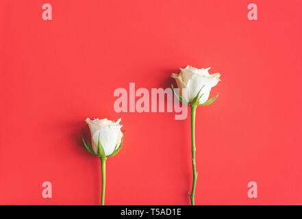 Immer noch leben, bestehend aus zwei weißen Rosen gegen bunte (lebende Korallen PANTONE-Farbe von 2019) Hintergrund Stockfoto