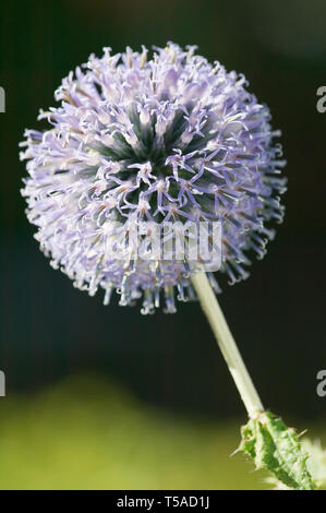 Seattle, Washington, USA. Kleine Kugel Thistle (Echinops ritro) Blüte. Es ist attraktiv für Insekten und Vögel, aber ungenießbar zu Hirsch. Stockfoto