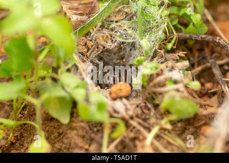 Funnel Web spider Reinigung Web Stockfoto