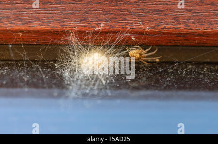 Europäische Gartenkreuzspinne (Araneus diadematus) Neben einem Sac der Eier Stockfoto