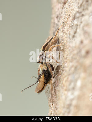 Springende Spinne mit Beute, verfing sich ein Haus fliegen Stockfoto