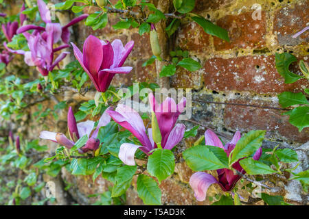 Die Blumen einer rosa Mulan spalier Magnolie (Magnolia liliiflora) in einem Garten in Südengland, Großbritannien Stockfoto