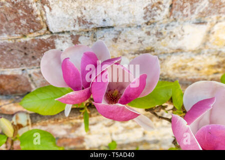 Rosafarbene, rosa Blüten der Magnolia soulangeana, auch Untertasse oder chinesische Magnolie genannt, die im Frühjahr in Südengland an einer Wand aufgehüllt wurde Stockfoto