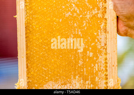 Mann hält eine Nahaufnahme von einem Rahmen von bedeckte Honig. Weiter wird es nicht abgedeckt werden und dann in eine Honigschleuder Maschine legen. (MR) Stockfoto
