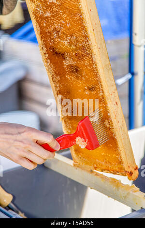 Frau, die ein Entfernen des Stopfens Gabel (oder Honig capscratcher oder Honig Scratcher) auf einem Rahmen voll von Honig. Verwenden Sie dieses Werkzeug, um Löcher in der honeyco Punktion Stockfoto