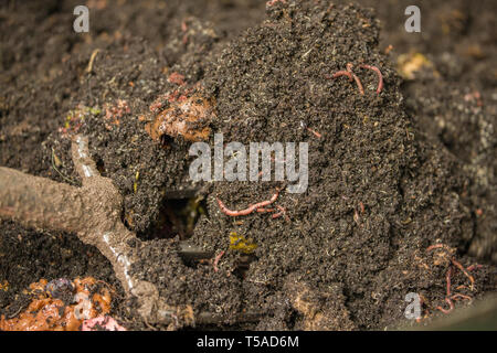 Issaquah, Washington, USA. Garten das Anheben der Gabel, Kompost und gemeinsame und entrachyadids Regenwürmer in einem Wurm Kompostierung bin. Die sehr dünnen weißen Wurm Stockfoto