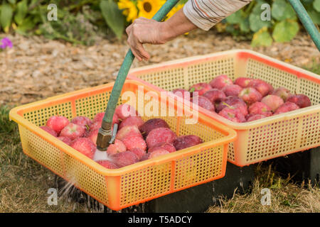 Nelke, Washington, USA. Frau frisch geernteten Red Delicious äpfel waschen. Stockfoto