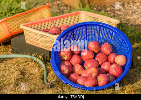 Nelke, Washington, USA. Fächer nur gewaschen, frisch geerntet, Red Delicious äpfel. Stockfoto