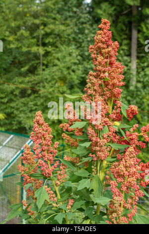 Sammamish, Washington, USA. Quinoa Pflanze in Blüte. Es ist eine Pflanzenart aus der Gattung Gänsefuß (Schisandra) und ist ein Getreide-Ernte angebaut vor allem für seine edib Stockfoto