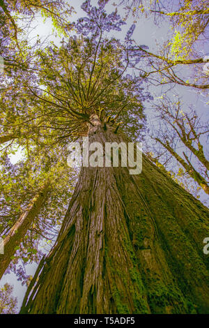 Newhalem, Washington, USA. Niedrige Weitwinkelaufnahme eines Western redcedar Baum auf den Spuren des Cedars Trail. Stockfoto