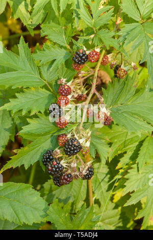 Issaquah, Washington, USA. Evergreen Brombeeren in verschiedenen Phasen der Reife. Sie sind eine wilde, nicht-einheimische Pflanze. Stockfoto