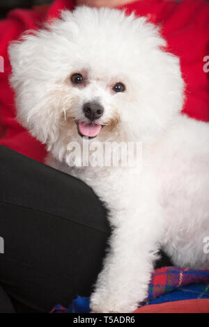 Pablo, ein Bichon Frise, Hund sitzen auf der Couch und auf dem Schoß seines Besitzers. (MR) (PR) Stockfoto