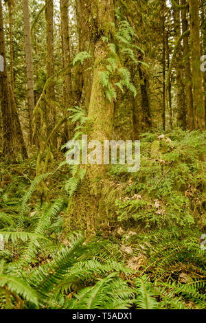 Squak Mountain State Park in Issaquah, Washington, USA. Süßholz Farne wachsen aus der Seite eines bemoosten Baum, mit westlichen Swordferns auf der Stockfoto