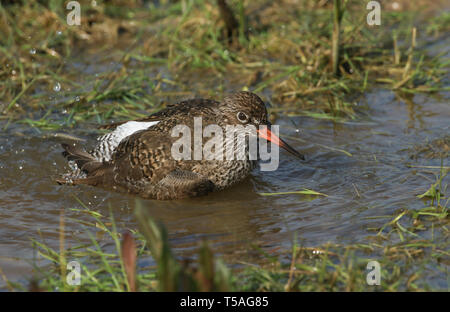 Eine schöne, Rotschenkel Tringa totanus, Baden im Wasser in eine überschwemmte Wiese. Stockfoto