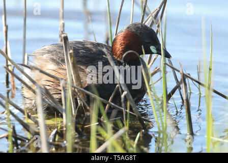 Ein süßes kleines Grebe, Tachybaptus ruficollis, sitzt auf seinem Nest im Schilf. Stockfoto