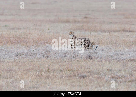 Eine Gepardin mit ihrem einzigen Cub in offenes Grasland, Mutter und suchen, Cub sitzend, Ol Pejeta Conservancy, Laikipia, Kenia, Afrika Stockfoto