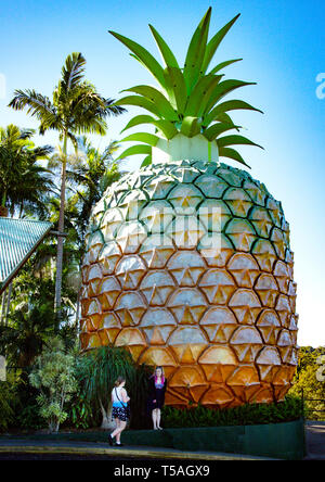 Die grosse Ananas Skulptur ist eine große Touristenattraktion in nambour an der Sunshine Coast in Queensland Stockfoto