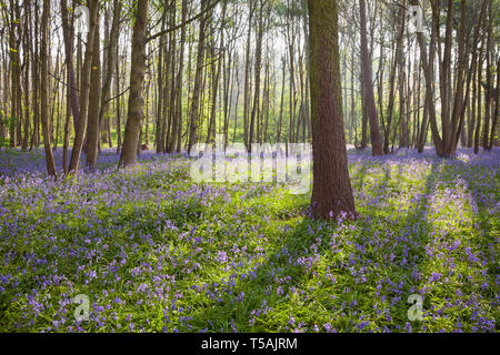 UK Wetter: am frühen Morgen in einem Waldgebiet mit Glockenblumen im Frühjahr. Brumby Holz, Scunthorpe, North Lincolnshire, Großbritannien. 22. April 2019. Stockfoto