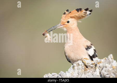 Eurasischen Wiedehopf (Upupa epops) Erwachsenen auf dem Stein mit Beute thront, Lleida, Katalonien, Spanien Stockfoto