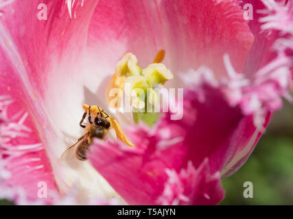Besetzt honey bee Fütterung auf Tulpe. Stockfoto