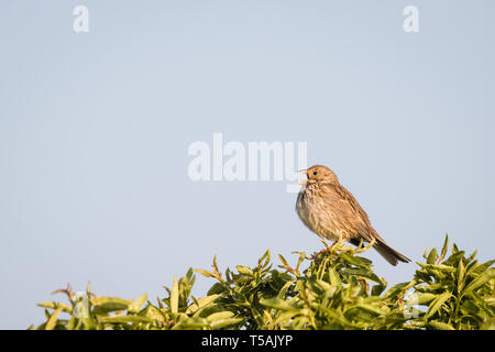 Corn Bunting (Emberiza calandra) Gesang, auf eine Zweigniederlassung, die in einem Baum gehockt, Lleida, Katalonien, Spanien Stockfoto