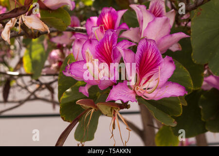 Bunte Blüten der Bauhinia purpurea Baum im Frühling. Arico Viejo, Teneriffa, Kanarische Inseln, Spanien. Stockfoto